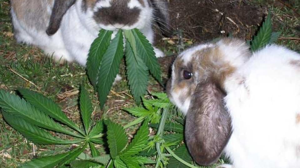 Zabíjí marihuana?